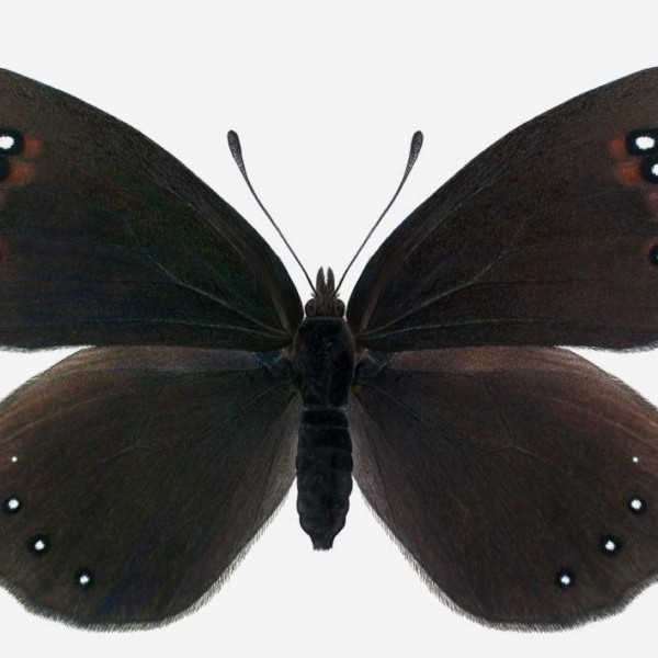 Erebia lefebvrei, nueva subespecie de mariposa en la Sierra de Guara